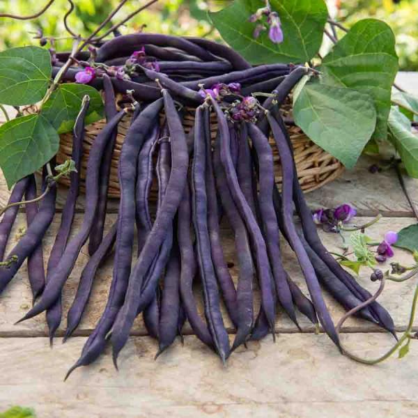 Légumes Secs - Haricot Blauhilde - BIO - face recto